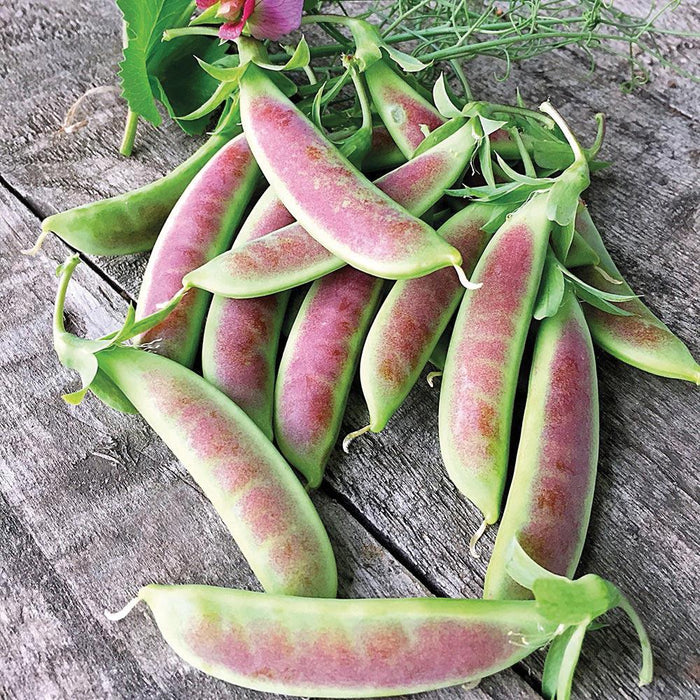 Fresh purple and green speckled sugar snap pea pods on rustic wood with leaves and a flower.