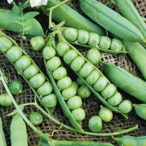 Vibrant fresh green peas in open pods, with loose peas and leaves on a textured background. Healthy garden harvest.