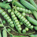 Vibrant fresh green peas in open pods, with loose peas and leaves on a textured background. Healthy garden harvest.