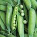 Fresh, plump green pea pods, one open revealing sweet peas. Healthy garden harvest.