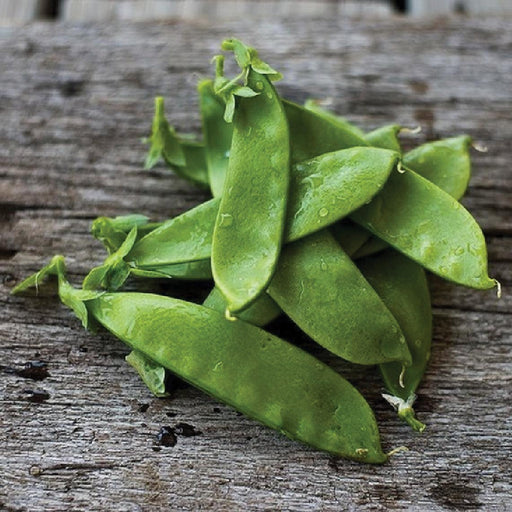 Fresh green snow peas with water droplets piled on a rustic wooden background. Healthy organic vegetable produce.