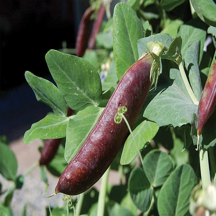 Unique dark purple pea pod on a healthy green pea plant. Edible garden vegetable, heirloom variety.
