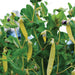 Golden yellow pea pods and purple flowers on a lush green pea plant. Fresh garden vegetables.