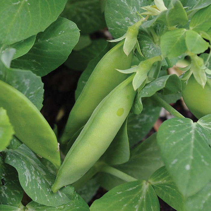 Green pea pods ripening on a healthy plant with lush leaves and small blossoms. Fresh garden produce.