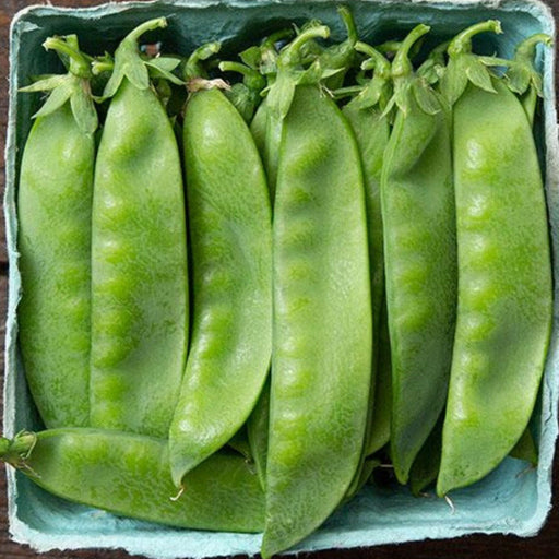 Fresh green snap peas in a light blue pulp carton. Healthy, organic market produce.