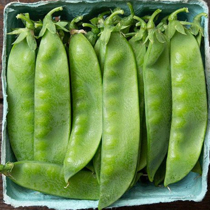 Fresh green snap peas in a light blue pulp carton. Healthy, organic market produce.