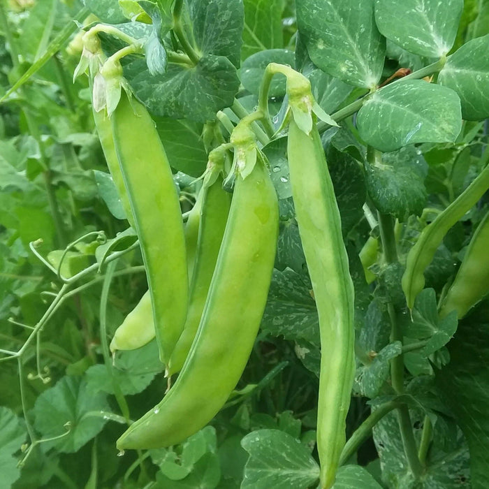 Fresh green pea pods growing on a vine in a lush garden, with visible water droplets on leaves. Healthy vegetable harvest.