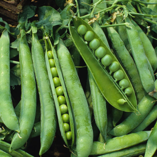 Fresh green pea pods, several split open showing plump, vibrant peas. Healthy garden produce.