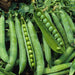 Fresh green pea pods, several split open showing plump, vibrant peas. Healthy garden produce.