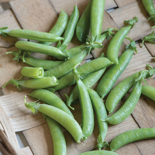 Fresh green pea pods scattered on a woven wood surface. One pod is open, showing a bright green pea inside.