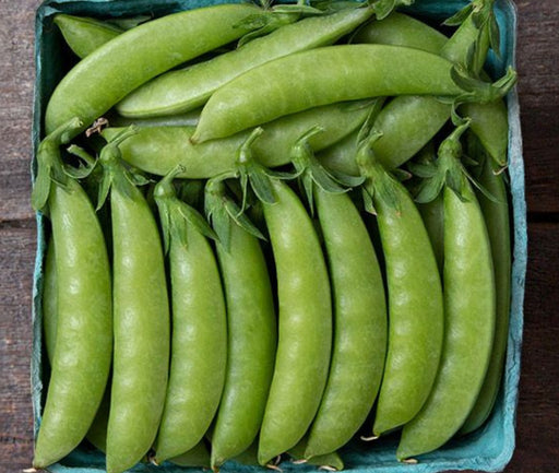 Raw green sugar snap peas in a blue carton. Fresh, crisp garden vegetables, organic produce.