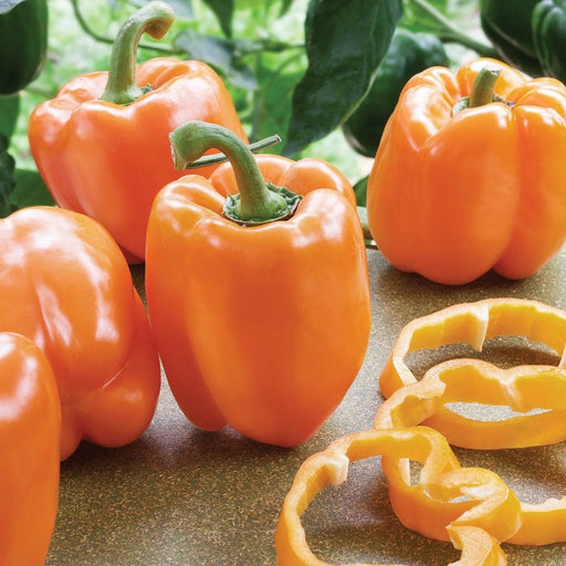 Harvested orange sweet bell peppers, some whole, some sliced into rings, against a leafy green background.