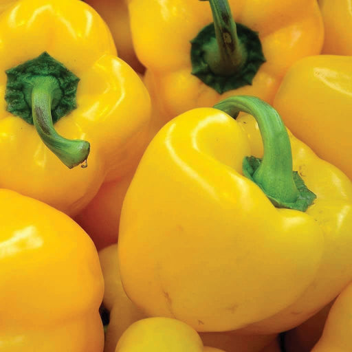 Fresh, vibrant yellow bell peppers with green stems. Sweet, healthy vegetables for cooking and salads.