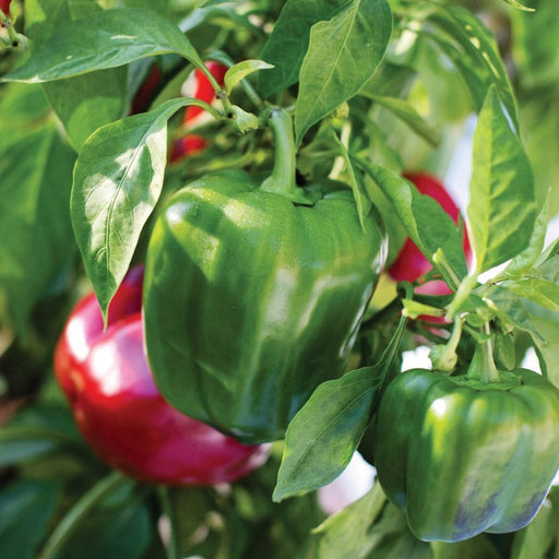 Fresh green and red bell peppers ripening on a garden plant.