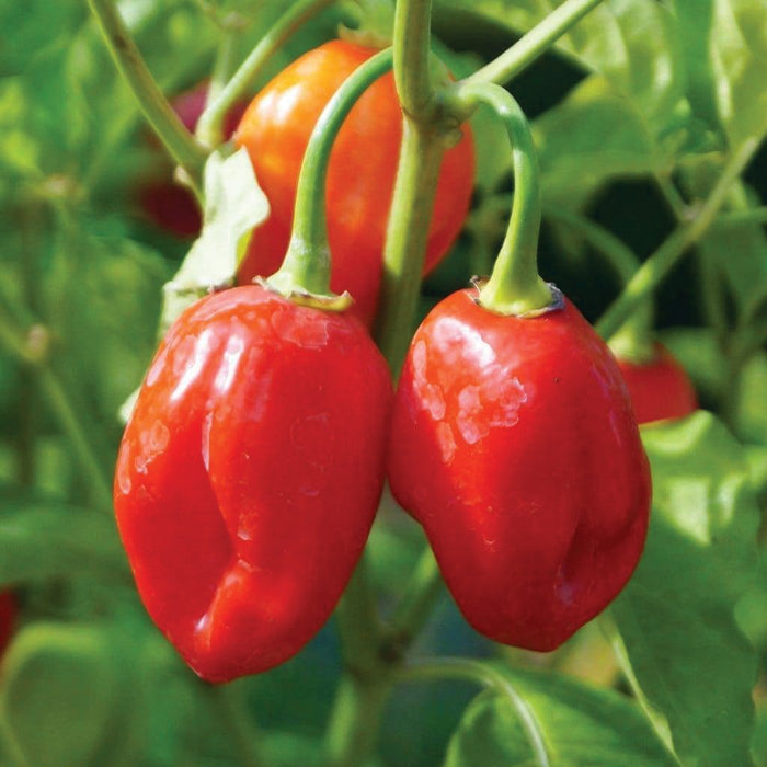 Ripe red habanero chili peppers on a plant with green leaves. Another orange pepper visible in the background.