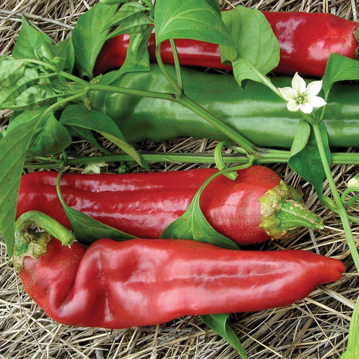 Vibrant red and green peppers growing on a plant with leaves and a white flower, nestled in straw. Fresh garden harvest.