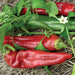 Vibrant red and green peppers growing on a plant with leaves and a white flower, nestled in straw. Fresh garden harvest.