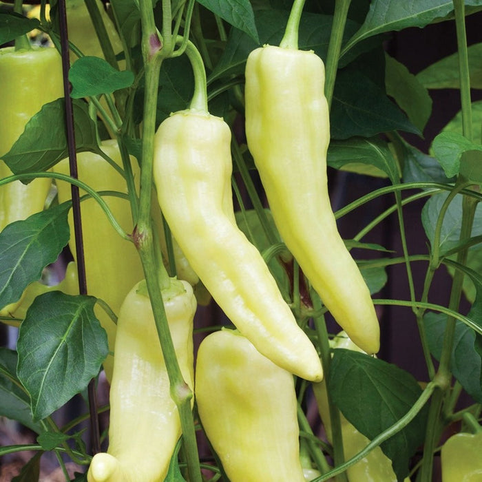 Fresh light green-yellow banana peppers ripening on a vibrant garden plant. Organic sweet pepper harvest.