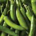 Fresh green chili peppers piled together, ideal for spicy recipes, salsa, and cooking.