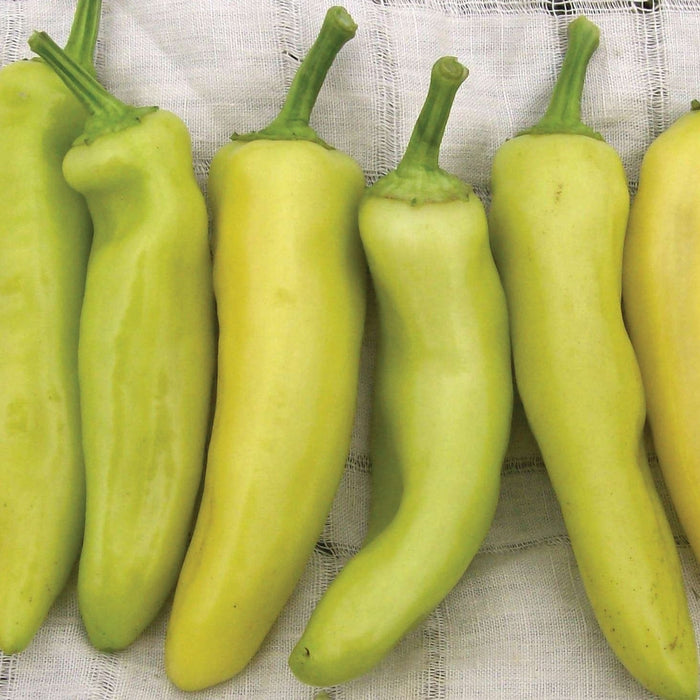 Fresh light green and yellow banana peppers on a white textured cloth. Garden vegetables.
