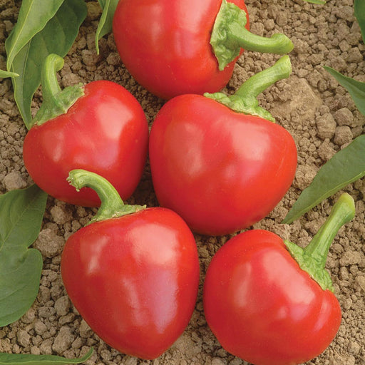 Five ripe red cherry peppers with green stems resting on brown garden soil and green leaves.