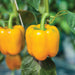 Two yellow bell peppers growing on a green plant. Fresh, sweet, organic garden produce.