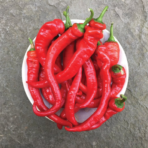 Vibrant red hot peppers in a white bowl. Freshly harvested chili peppers on stone background.