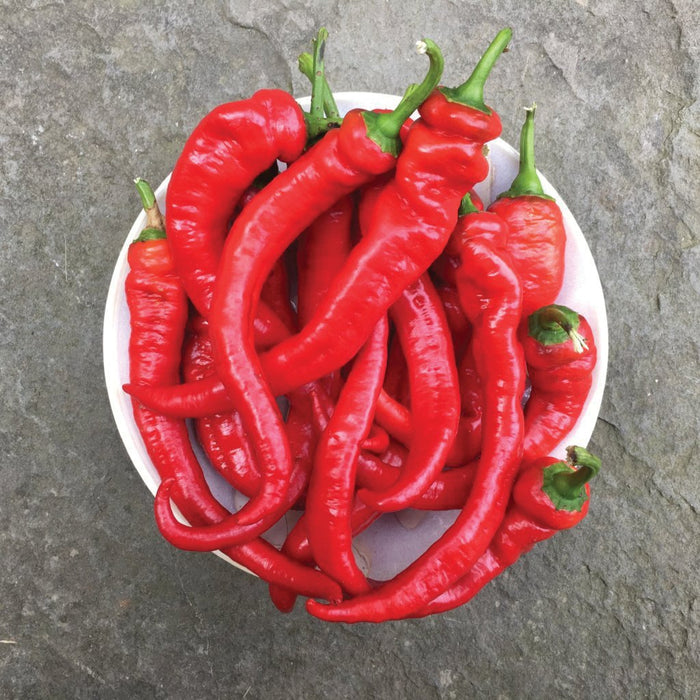 Vibrant red hot peppers in a white bowl. Freshly harvested chili peppers on stone background.