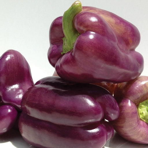 Fresh, vibrant purple bell peppers with green stems. Unique sweet peppers for healthy recipes.