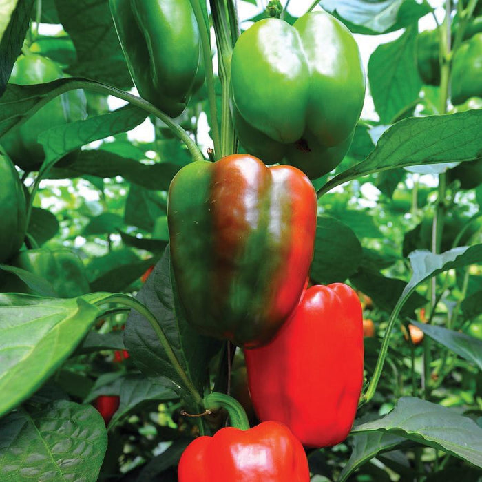 Green, red, and ripening bell peppers growing on a lush plant. Fresh garden vegetables.