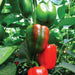 Green, red, and ripening bell peppers growing on a lush plant. Fresh garden vegetables.