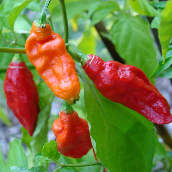 Wrinkled red and orange ghost peppers ripening on a green plant. Extreme spicy chili harvest.