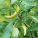 Light green chili peppers growing on a vibrant plant with fresh green leaves, glistening with water droplets.