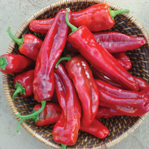 Woven basket brimming with fresh, glossy red sweet peppers and long red peppers, healthy harvest.