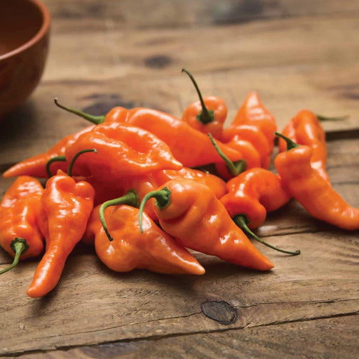 Bright orange Aji Amarillo peppers on a rustic wooden table. Fresh chili peppers, spicy produce for cooking.