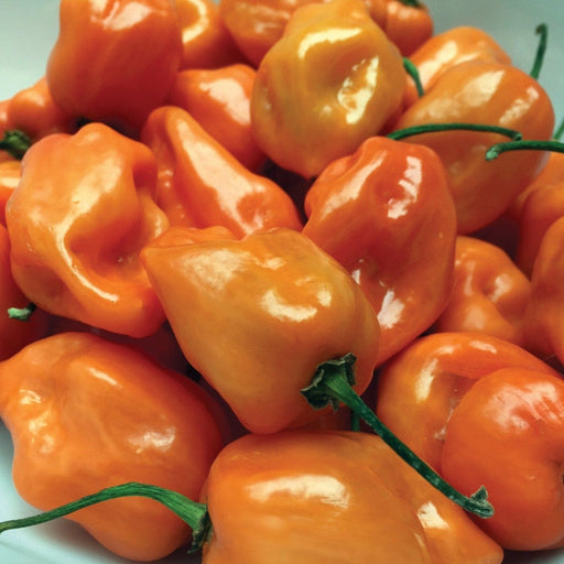Vibrant orange Habanero peppers with green stems. Fresh, spicy chili peppers.