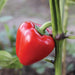 Fresh red bell pepper growing on a striped green plant stem. Organic garden vegetable.