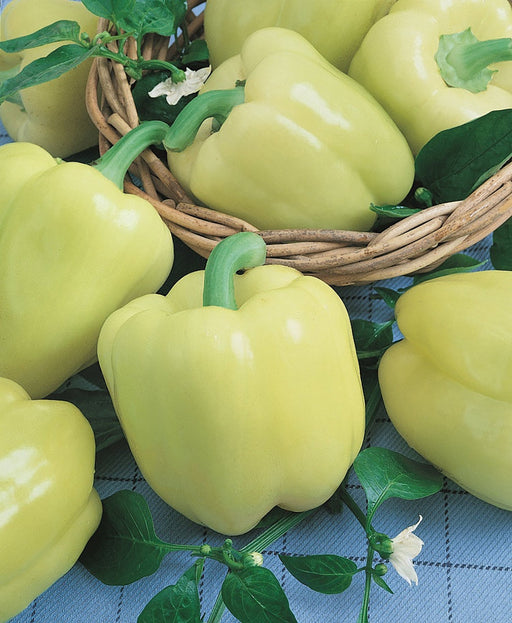 Abundant pale yellow bell peppers, some in a woven basket, with green leaves and delicate white pepper blossoms.