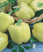 Abundant pale yellow bell peppers, some in a woven basket, with green leaves and delicate white pepper blossoms.