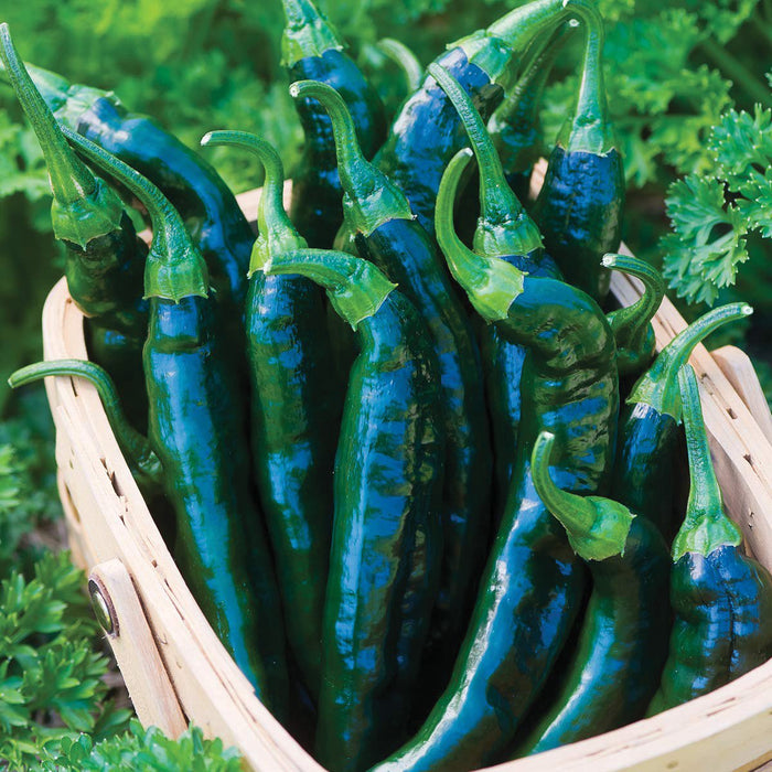 Glossy dark green chili peppers in a wooden harvest basket, surrounded by fresh garden herbs.