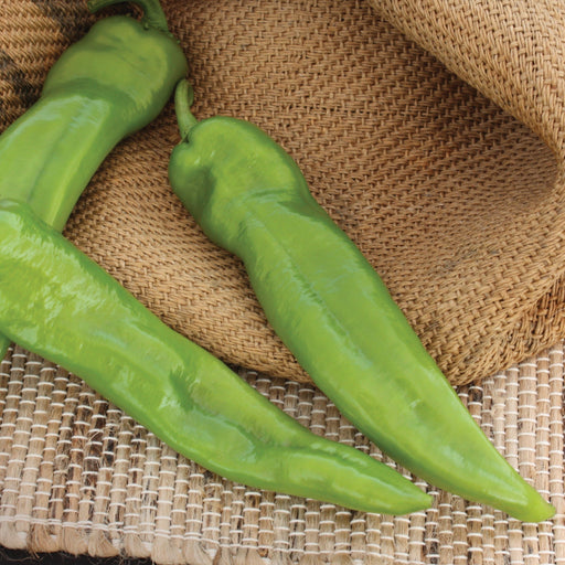 Three fresh, vibrant green long peppers on a natural woven mat. Healthy vegetables for cooking and gardening.