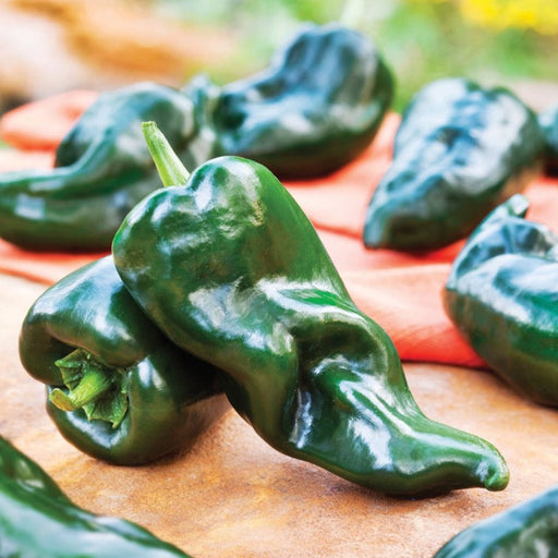 Dark green poblano chili peppers on a rustic surface. Fresh produce for Mexican cuisine or home gardening.