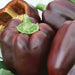 Fresh chocolate bell peppers, deep brown-purple, with green stems. Whole and sliced, perfect for recipes.