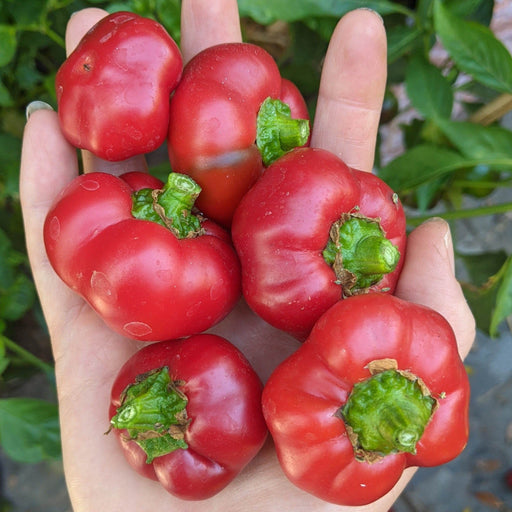 Hand holding six ripe, red pimento peppers with green stems. Fresh garden harvest, vibrant and sweet.