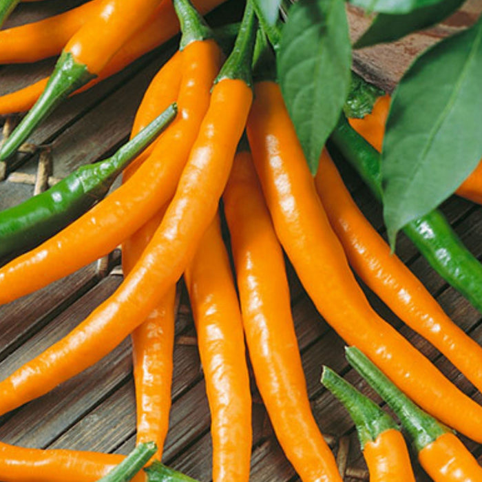 Vibrant orange and green chili peppers on a wooden background with green leaves. Fresh, hot, spicy peppers.