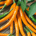 Vibrant orange and green chili peppers on a wooden background with green leaves. Fresh, hot, spicy peppers.