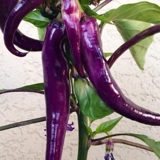 Vibrant purple hot chili peppers, long and glossy, on a plant with green leaves and tiny purple flowers.