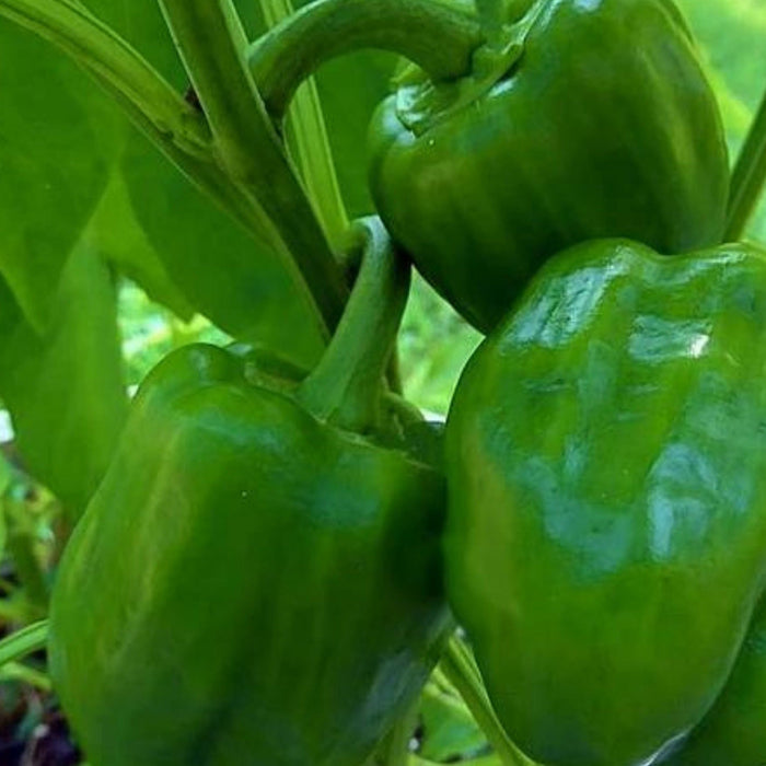 Three vibrant green bell peppers ripening on a healthy plant. Fresh garden produce, organic vegetables.