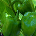 Three vibrant green bell peppers ripening on a healthy plant. Fresh garden produce, organic vegetables.