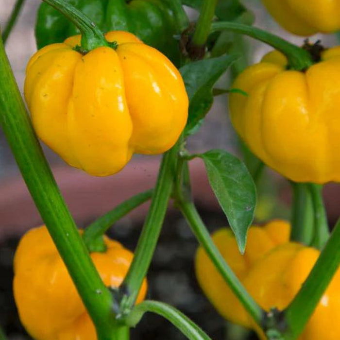 Vibrant yellow bell peppers ripening on a green plant.